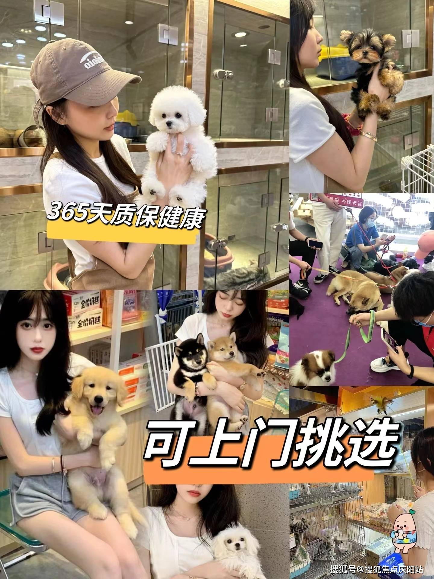 南京哪里有买宠物猫狗的地方,南京买宠物这里可线下实体店挑选宠物!