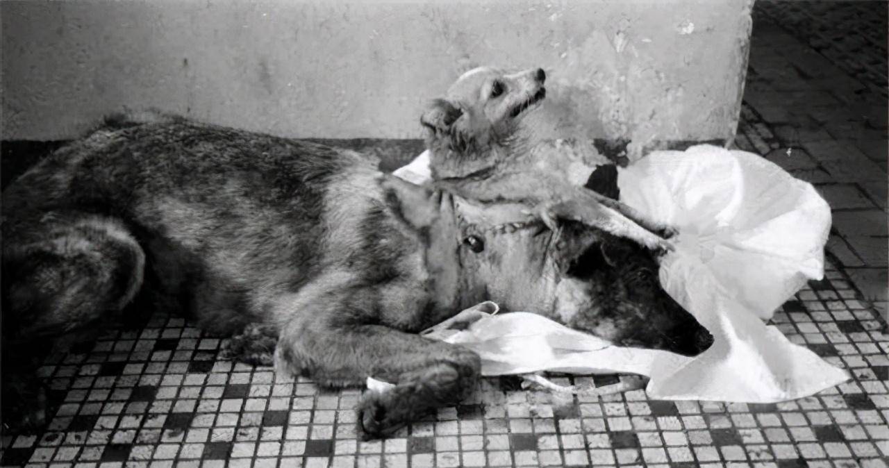 揭秘前苏联做的狗头实验,狗头在体外循环系统维持下生存了几小时