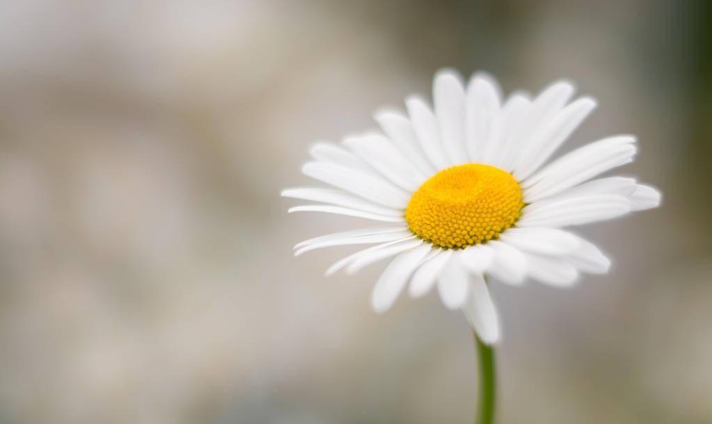 《夜莺与玫瑰》:艺术与美感的融合,是王尔德对唯美主义的贯彻
