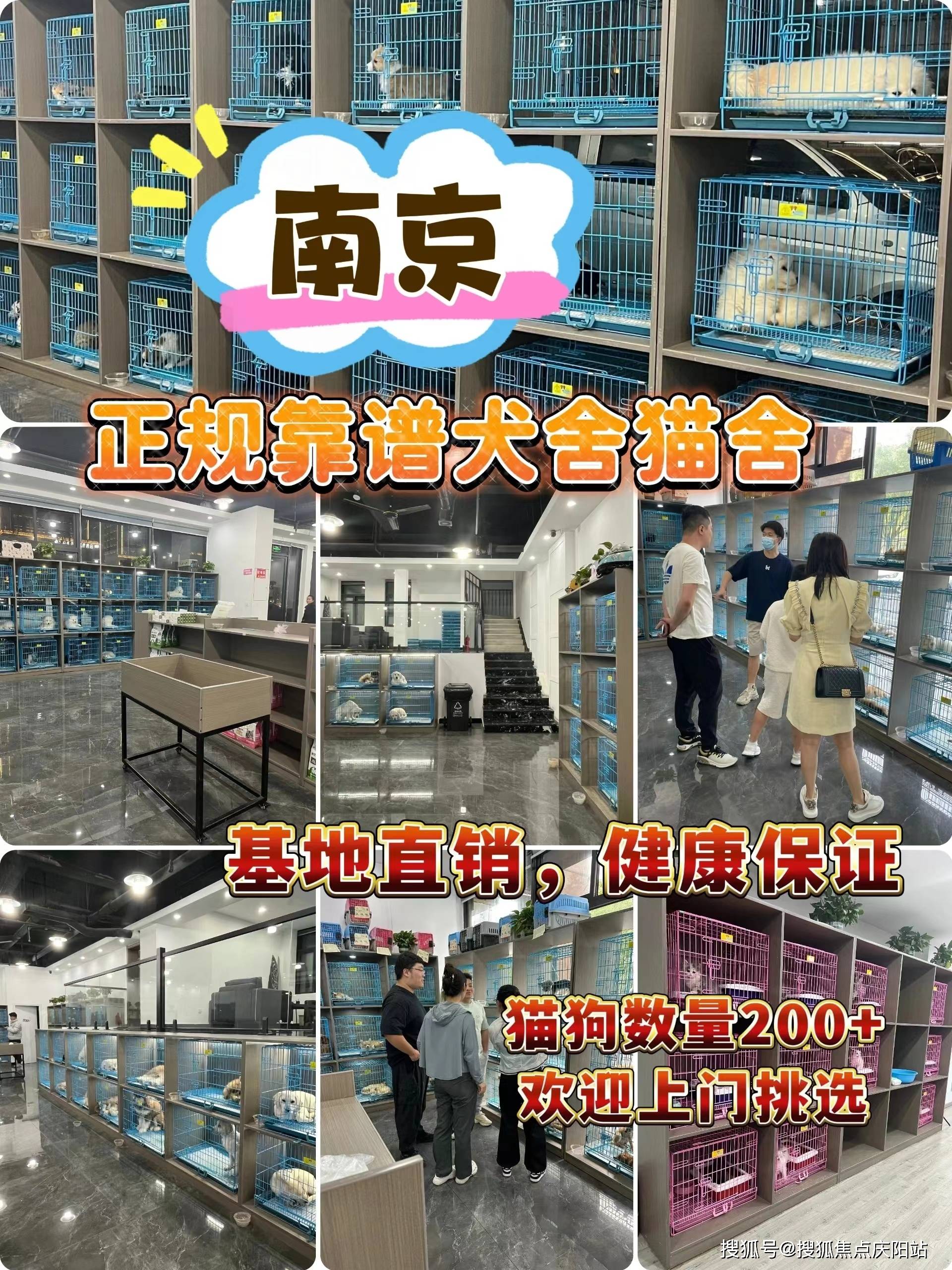 南京宠物猫狗在哪里买靠谱,这里可以线下实体店挑选宠物!
