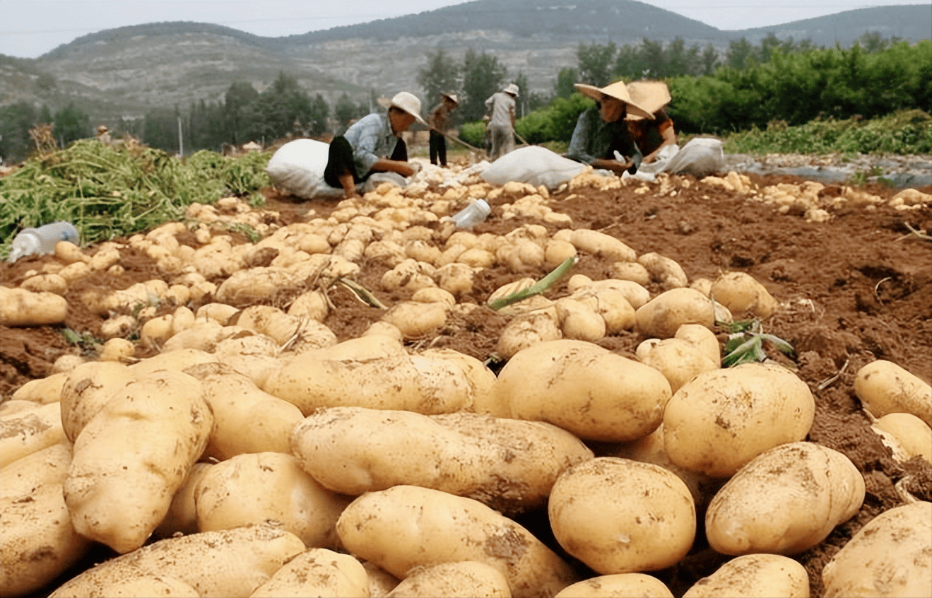 不让中国人吃海鲜之后,西方国家连大米,都不让中国吃了?