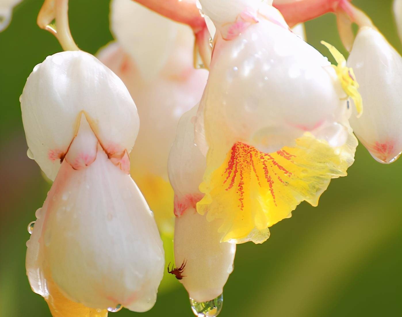 古代历史中,为何要将13岁少女称为豆蔻年华,豆蔻代表着什么?