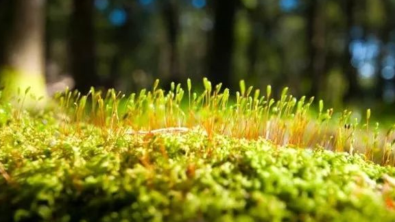 苔开花图片 唯美图片