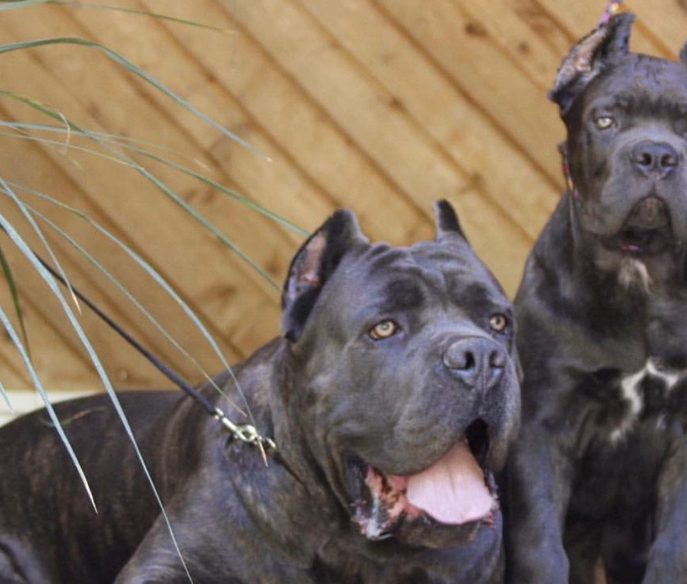 这2种犬是魔鬼与天使碰撞的产物,在欧洲组成了"黑风双煞"