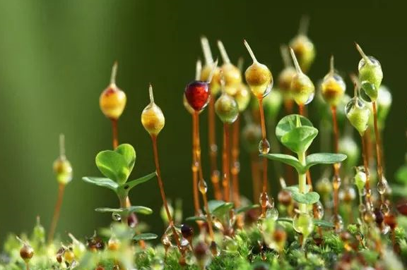 苔开花图片 唯美图片