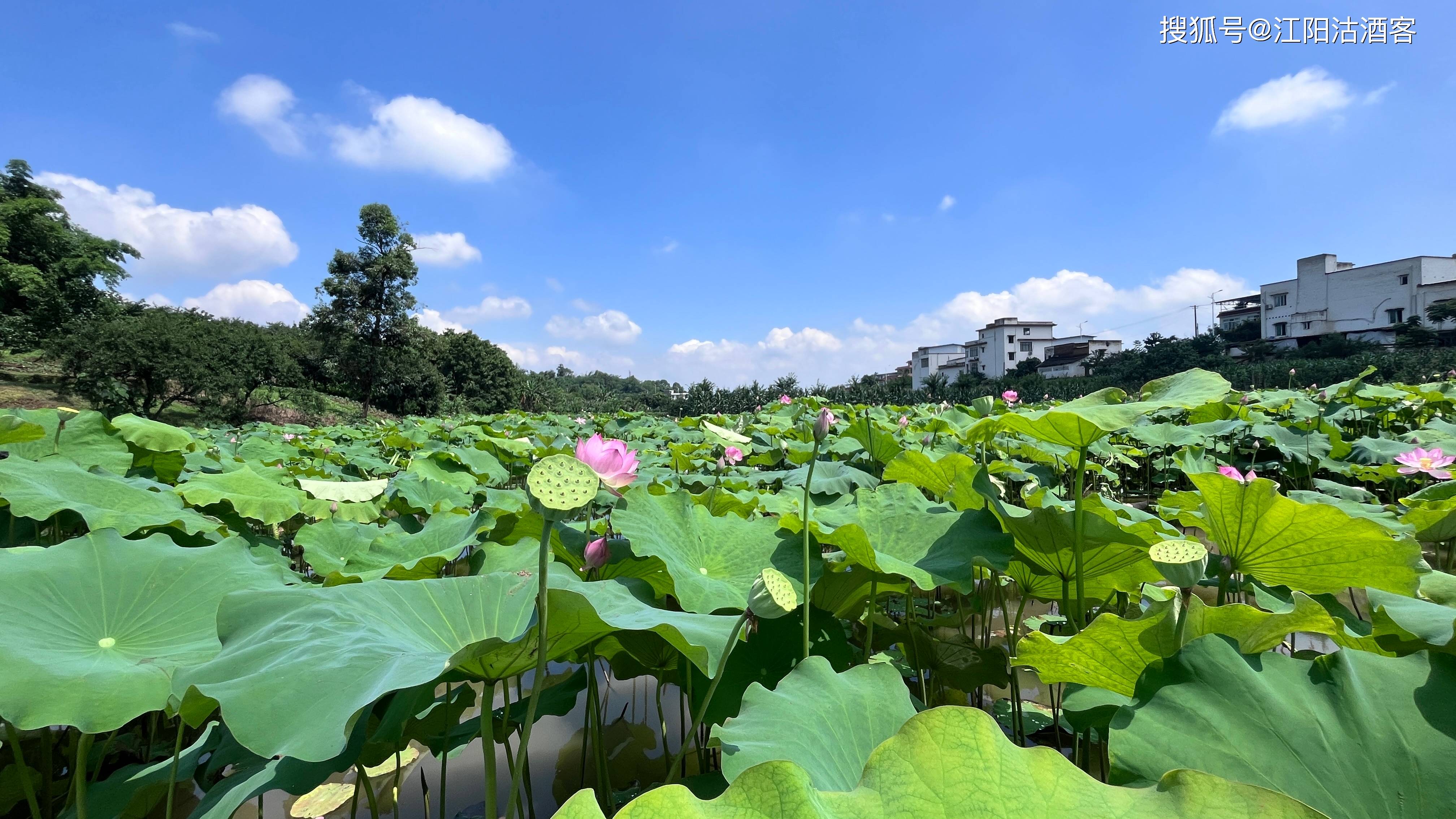 泸州端午荷花开,咀阳一片碧绿来,那夏天的风景就在这里