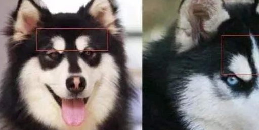 哈士奇_泰迪_牧羊犬