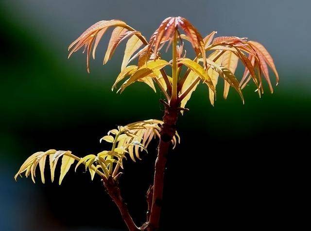 而对于现在种植香椿树来说不仅仅要考虑自己的遮阳等问题,还要保护