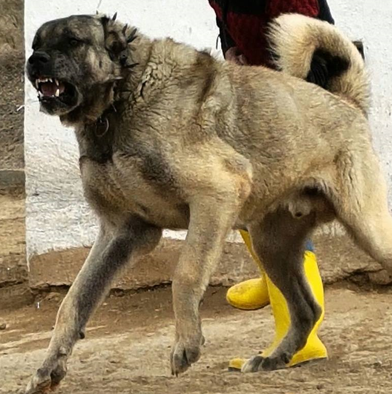 犬科动物中,哪一种才是最可怕的动物,很多人会认为是狼,在这些大型