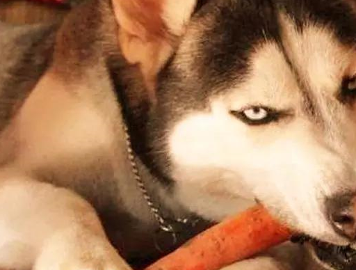 二哈二到不认识自己的主人?网友:养了三年还当室友是主人