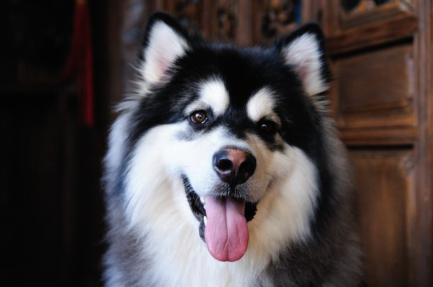 阿拉斯加这种狗能有多怂?