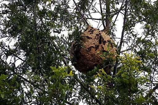 在山上捉回来的野胡蜂王为什么会死_蜜蜂_蜂群_社会化