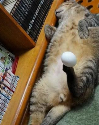 猫咪正在睡觉,二货主人突发奇想,这一举动把网友们都笑喷了!
