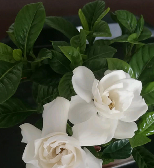 盆栽栀子花,没做好3点,叶片"黄蔫蔫"
