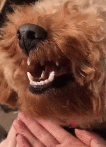 一宠主的家里就养了一只泰迪,长得很是可爱,是宠主的心肝宝贝,经诚耨