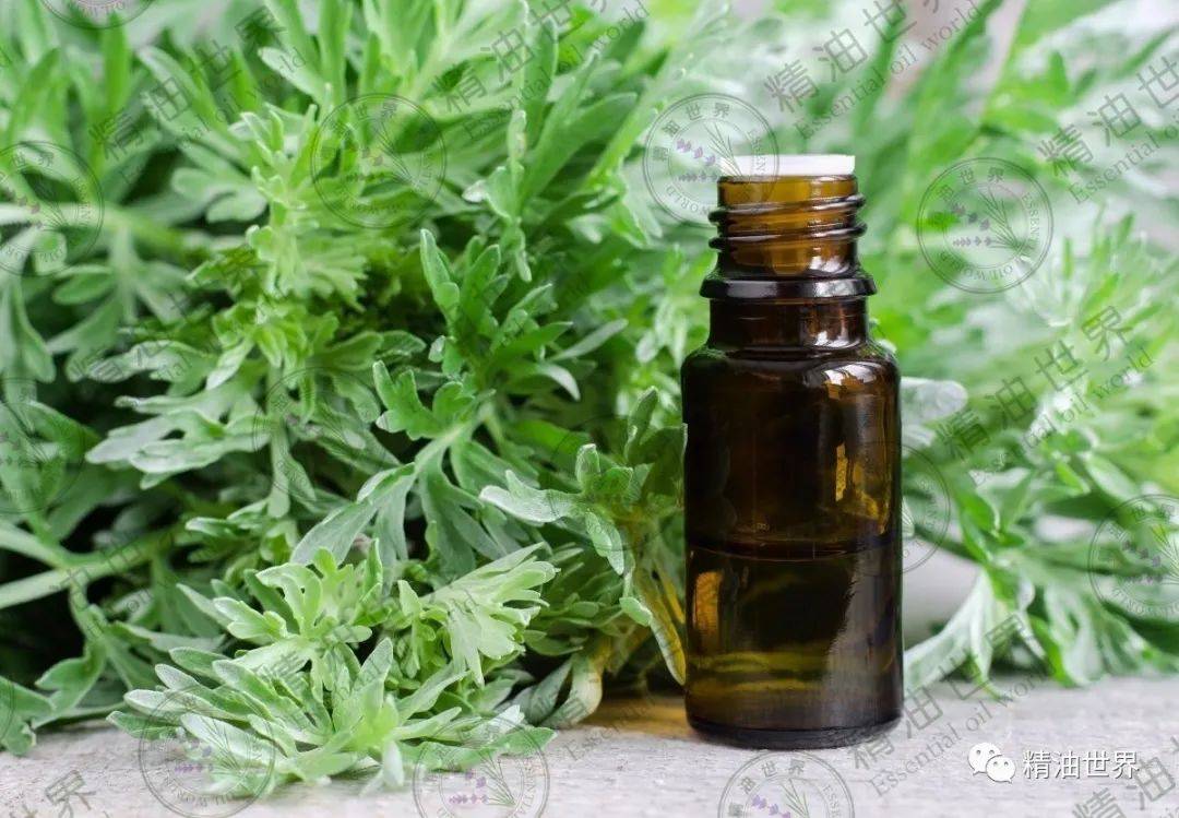 端午节到!艾叶精油怎么用效果最好?