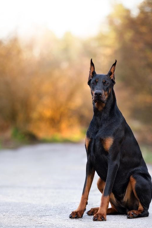 杜宾犬图片 手机壁纸图片