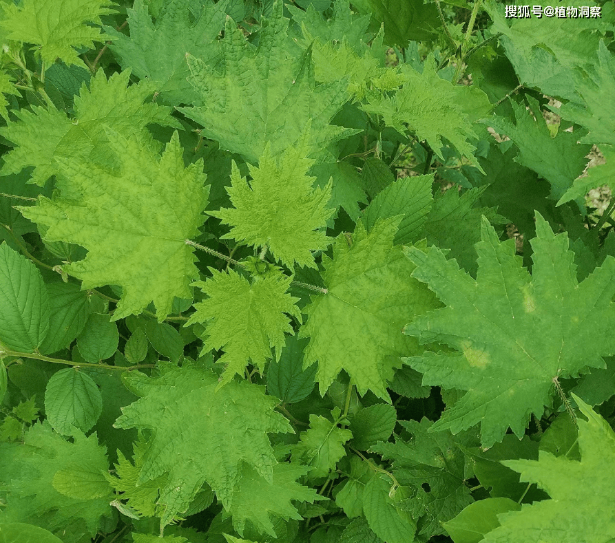 不能摸的植物图片图片