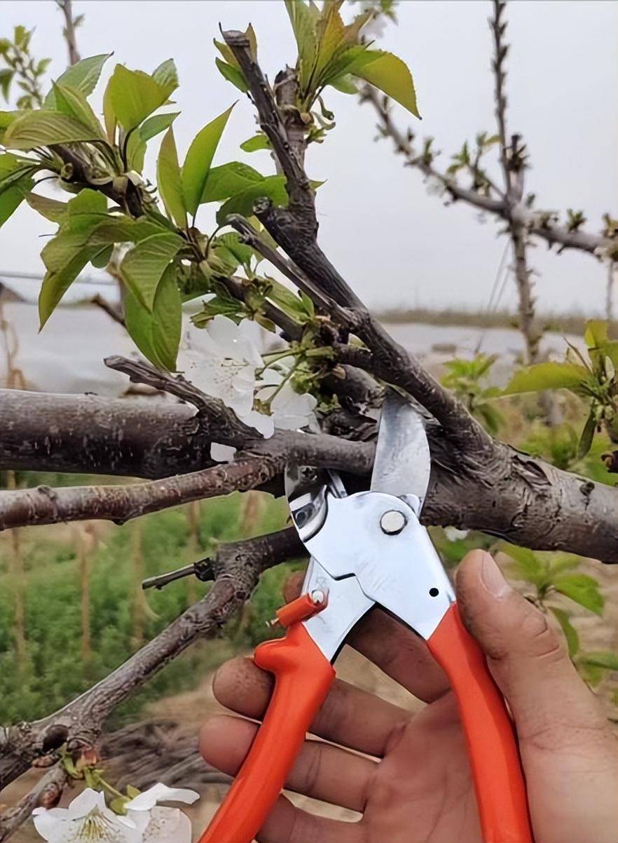 夏季果树夏剪注意事项_修剪_整形_数量