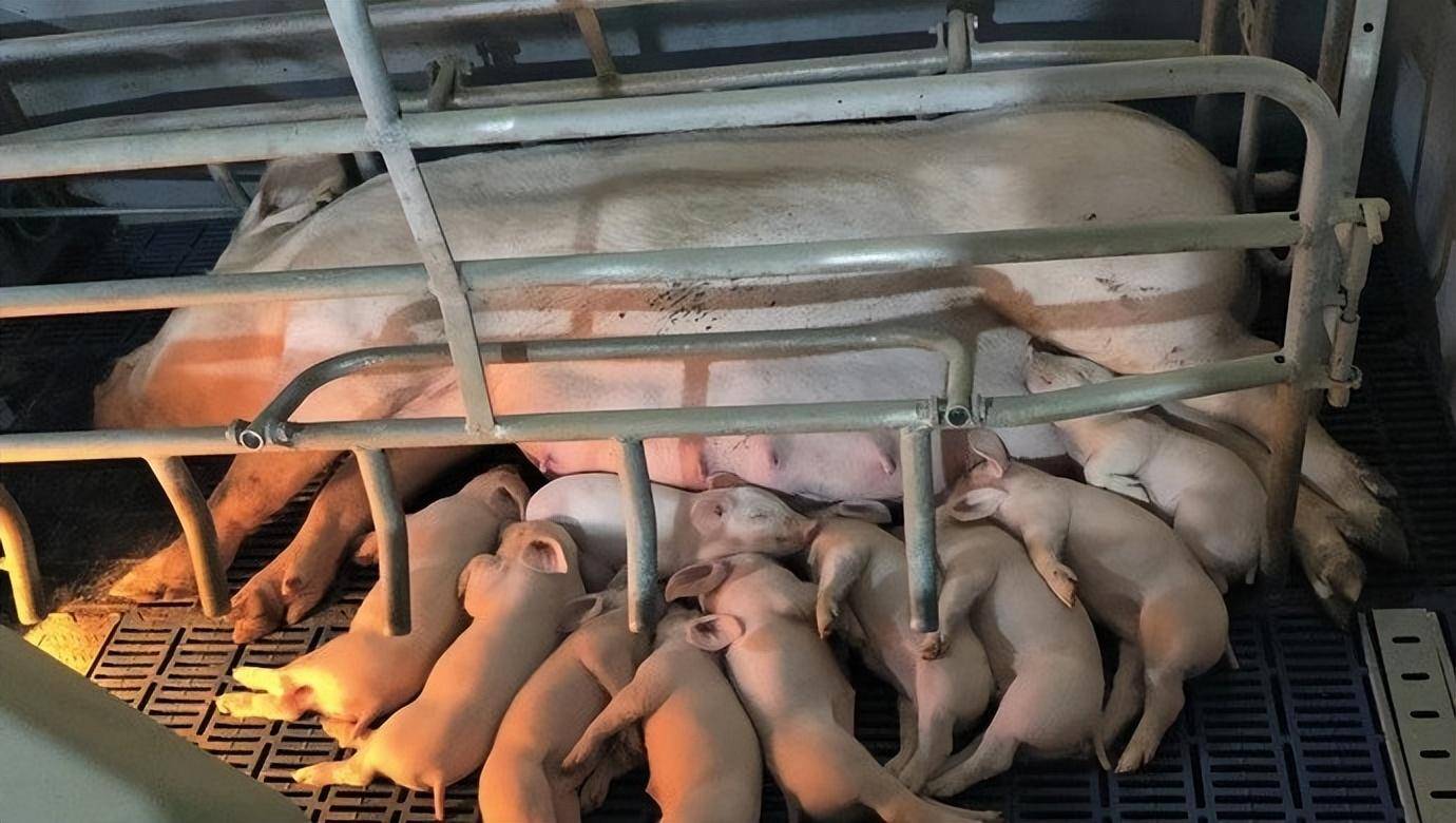 黄建平老师提到,常见影响哺乳母猪采食量的因素包括猪舍温度,母猪子宫