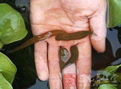 把这种虫子送进子宫多年癌症治好了_水蛭_治疗_肿瘤