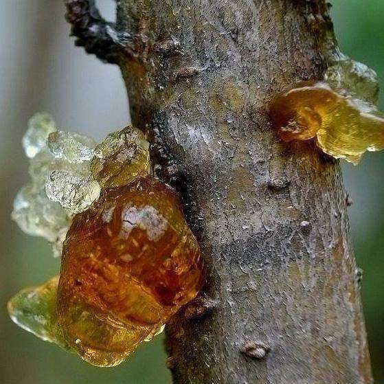 也可以泡一晚上直接食用,它有清血降脂,缓解压力和抗皱嫩肤的功效.