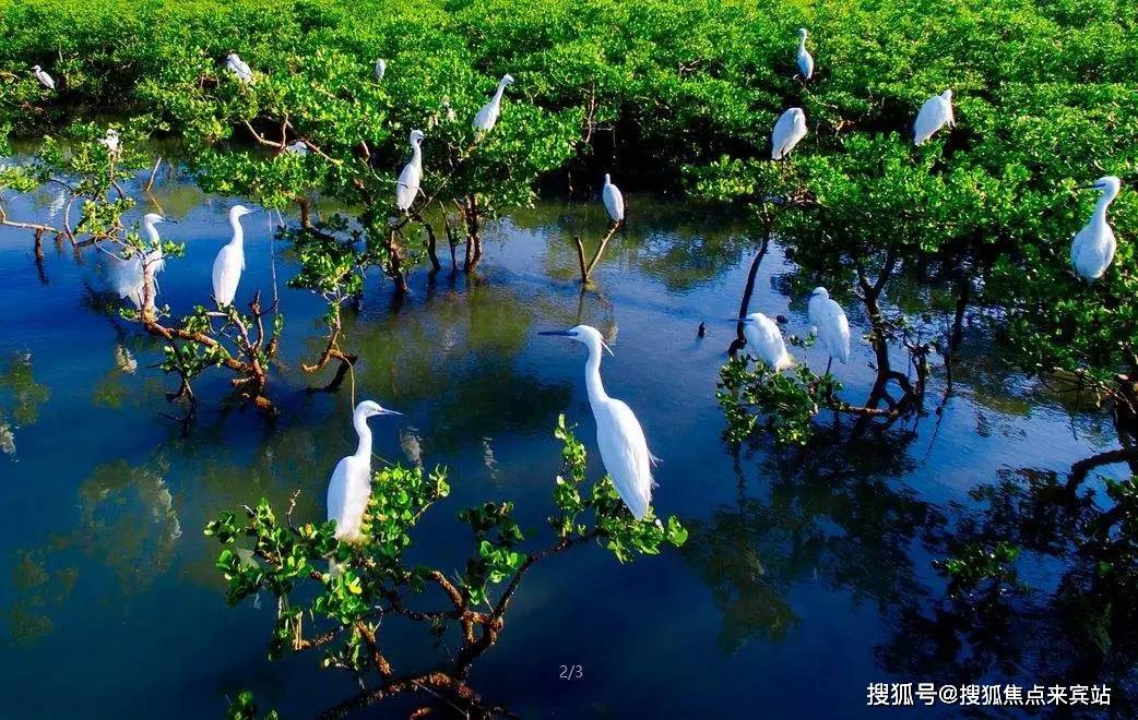 福田中信城开红树湾售楼处电话(中信城开红树湾)售楼