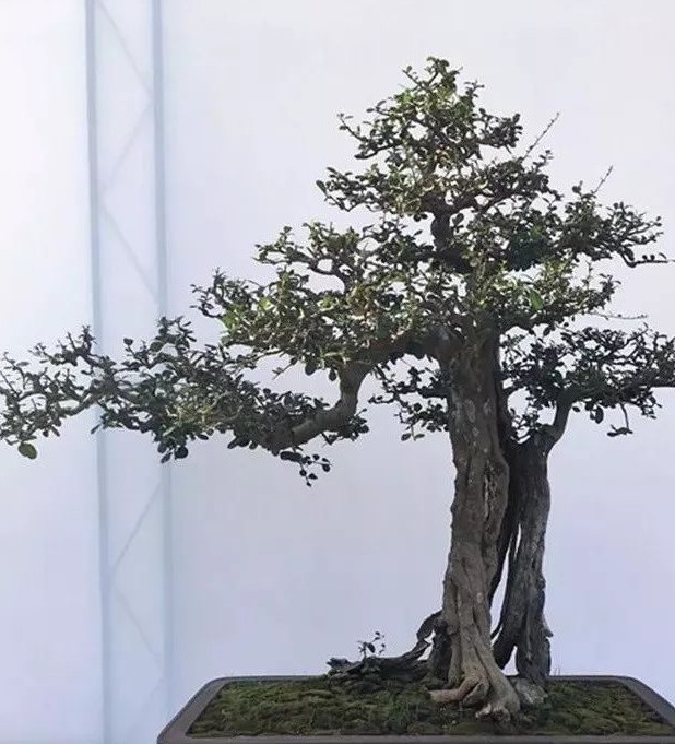 博兰盆景的鉴赏与制作养护