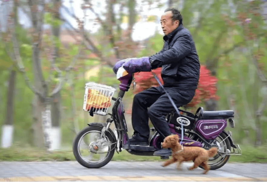 狗骑电动车图片