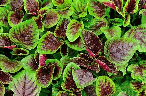 观白带,辨健康,1个经验穴止白带_食物_颜色_榴莲