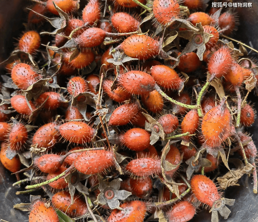 这野果浑身是刺,俗称"金樱子",可煮粥可泡酒,遇到别错过!