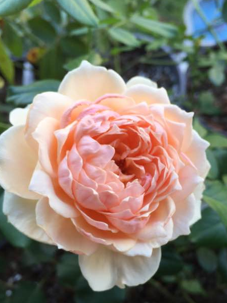 比香水还香的盆栽月季花,阳台养一株,花香飘满屋,漂亮