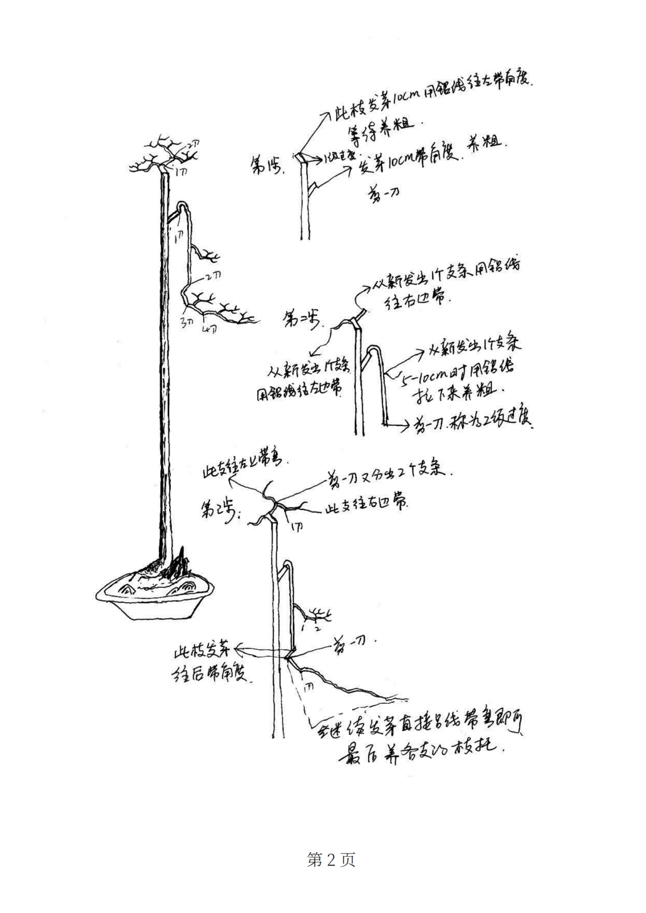金弹子盆景实用工具书丨《金弹子盆景造型设计手绘图》