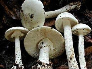 以上这些蘑菇都是有毒的.