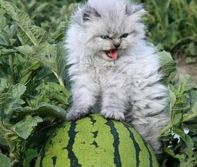 猫咪第一次看到西瓜立马炸毛了,小表情萌翻了,网友:你