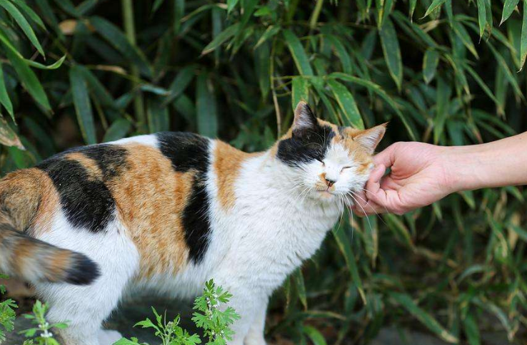 中国本土猫,不单单是狸花猫,最后一种很神秘