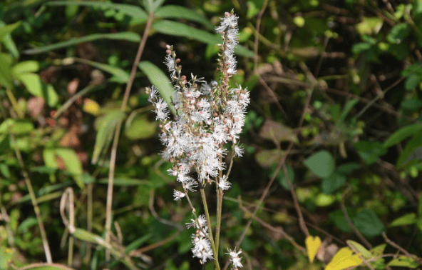 味道清新的野草,口感却有些苦,农村常用来炒菜,还能清热解毒