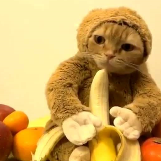 听说猫咪是cos达人,本来不信,戴个帽子后我信了