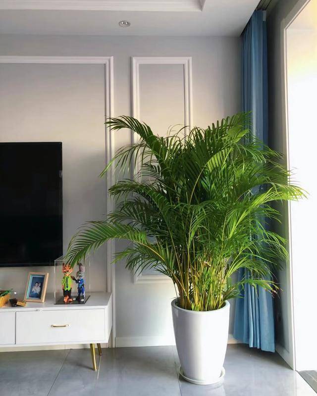听我一句劝!小户型客厅摆放这3种绿植,空间显得大一倍_空气_视觉_感觉