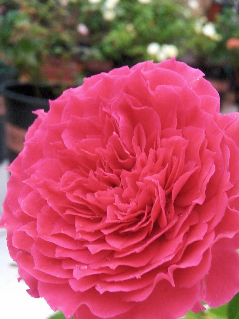 最像牡丹的月季花,花色漂亮,芳香四溢,一年四季开花,值得拥有