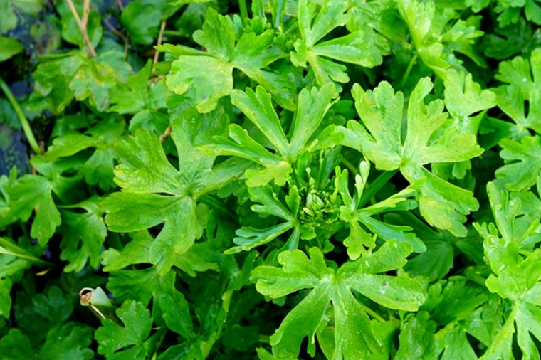 农村臭水沟里的野草,人称"鬼见愁",殊不知是13元一斤的稀罕货