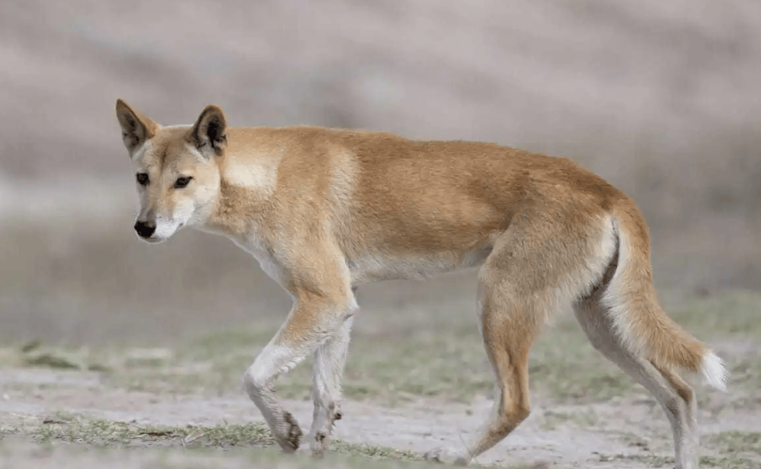 澳洲野狗吃牛杀羊,当地人苦不堪言,专家建议做成肉罐头出口中国