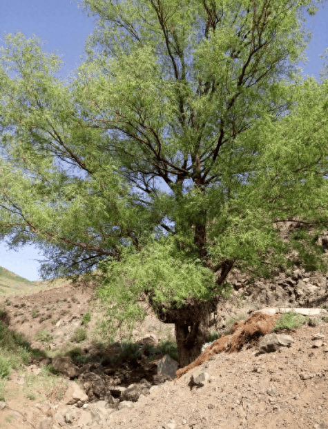 新疆发现一棵直径3米古柳树,根扎入沙漠8米深,环绕泉眼卧地生长