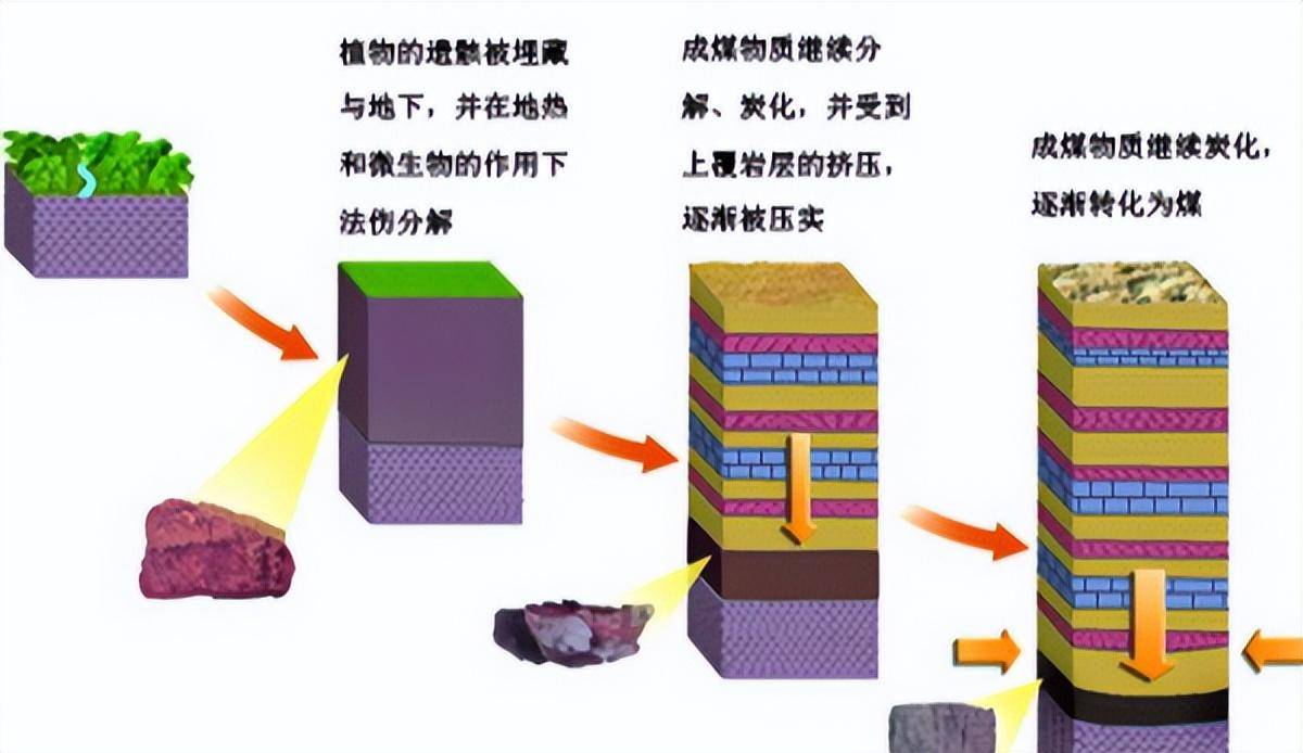 植物_煤炭_过程
