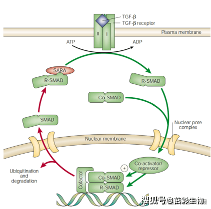 转化生长因子tgf