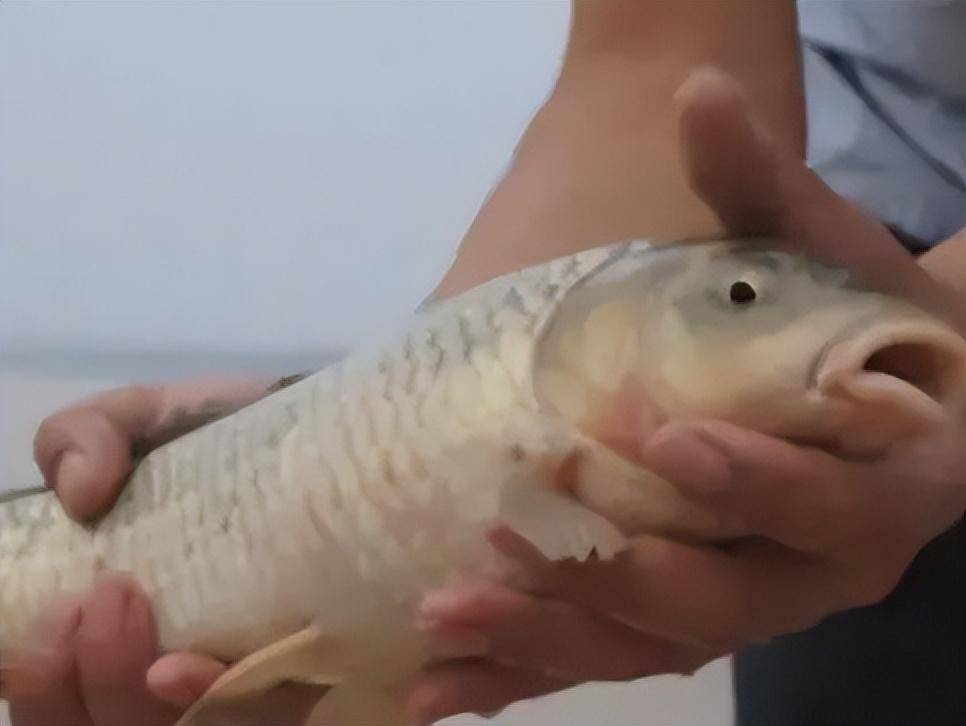 黄河每天冲鱼入海,大部分淡水鱼无法存活于海,那它们都去哪了?