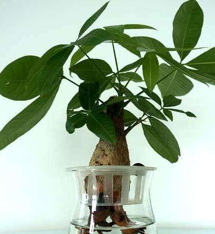 发财树发芽技巧,就是这么简单实用!