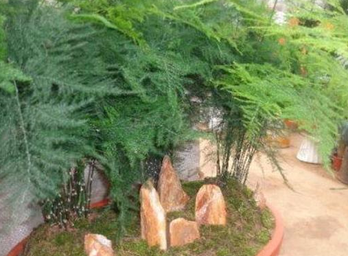 5年把文竹养成巨无霸,足足2米高,仅用了这种小手段!