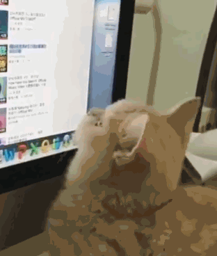 小奶猫帮主人捉电脑里的虫子,站起来的小动作萌翻