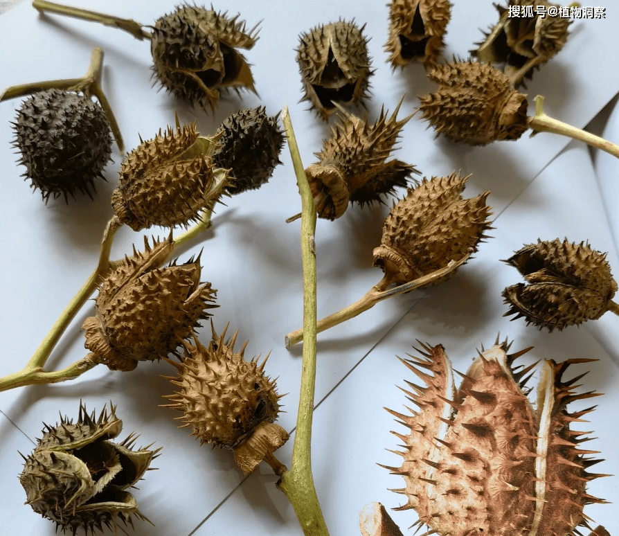 这植物俗称"曼陀罗",古代麻醉散,蒙汗药主要原材料,遇到小心!